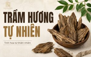Trầm hương tự nhiên là phần gỗ chứa lượng nhựa thơm được hình thành trong thân cây thuộc chi Aquilaria